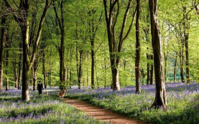 Directrices de gestión forestal sostenible