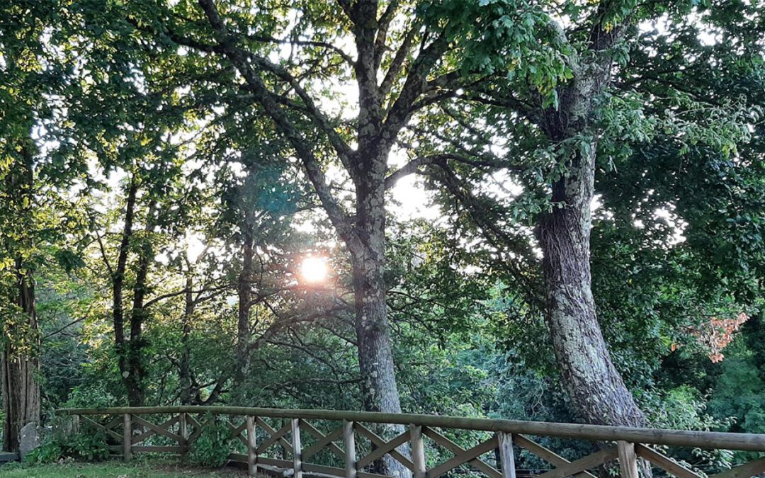 Un proxecto europeo busca reverter a “falta de interese da cidadanía” polos bosques